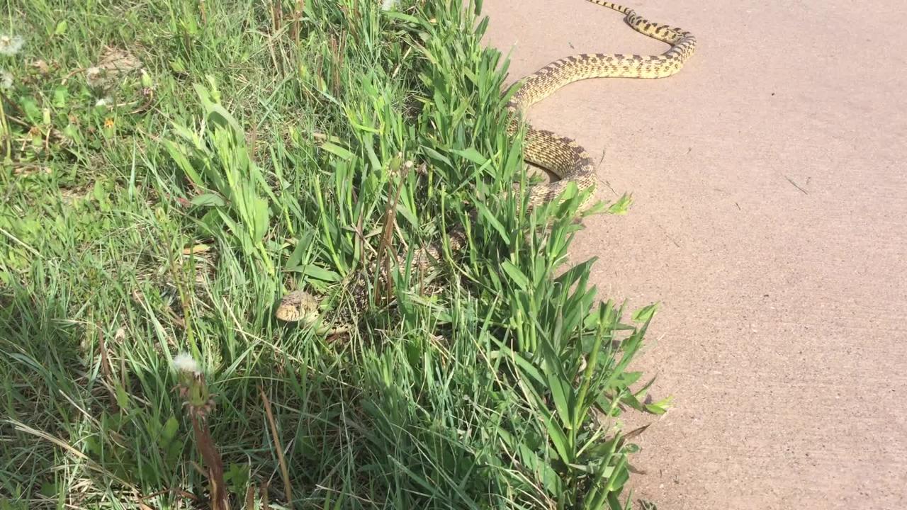 See the difference between a rattlesnake and bull snake