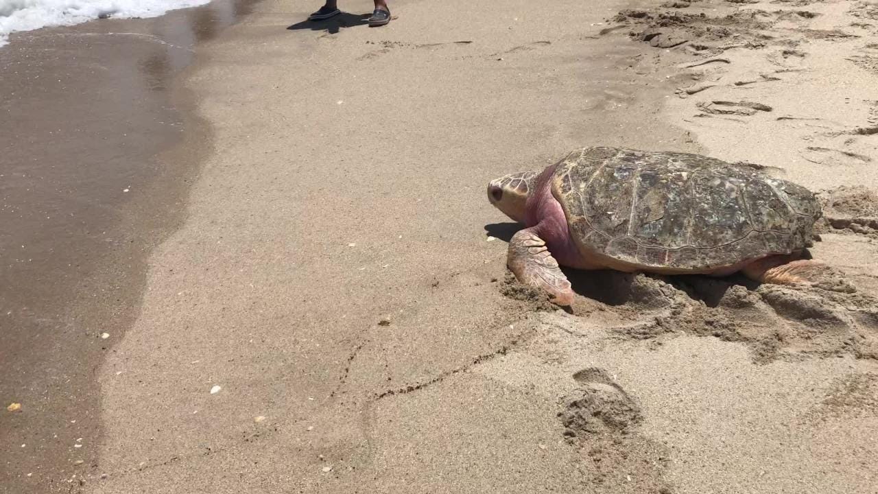 Shell Yeah Seaworld Releases 4 Turtles A Day After World Turtle Day