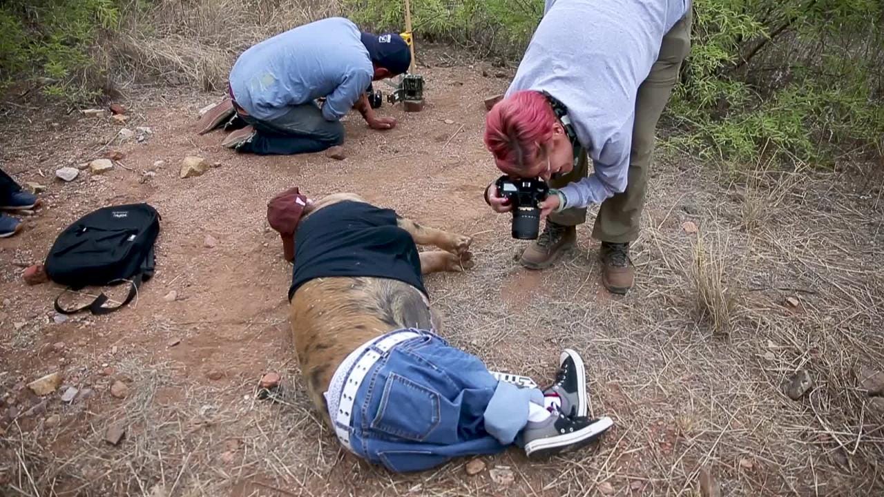 Desert Death Is Harsh, Dead Pigs Dressed As Migrants Show Researchers