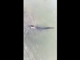 Sharks vs. gators: It's a bloodbath when they fight each other