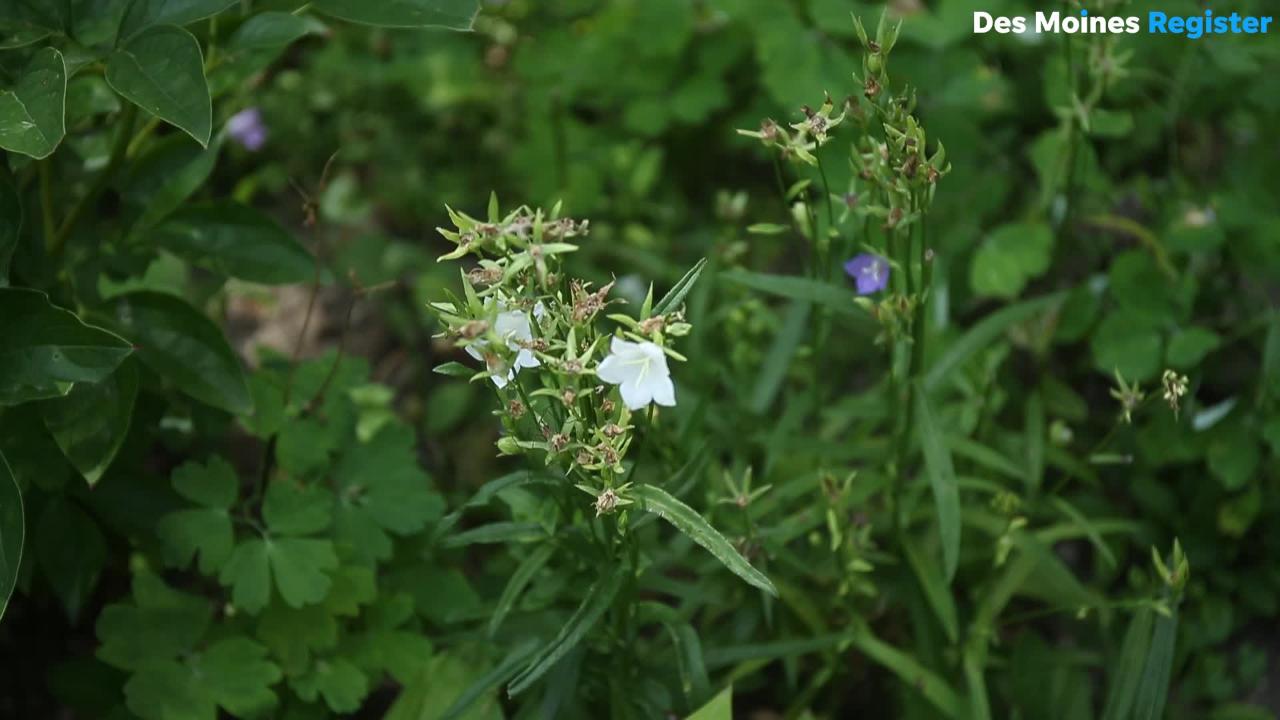 City Code Puts 74 Year Old Iowa Woman S Yard Flowers In Cross Hairs