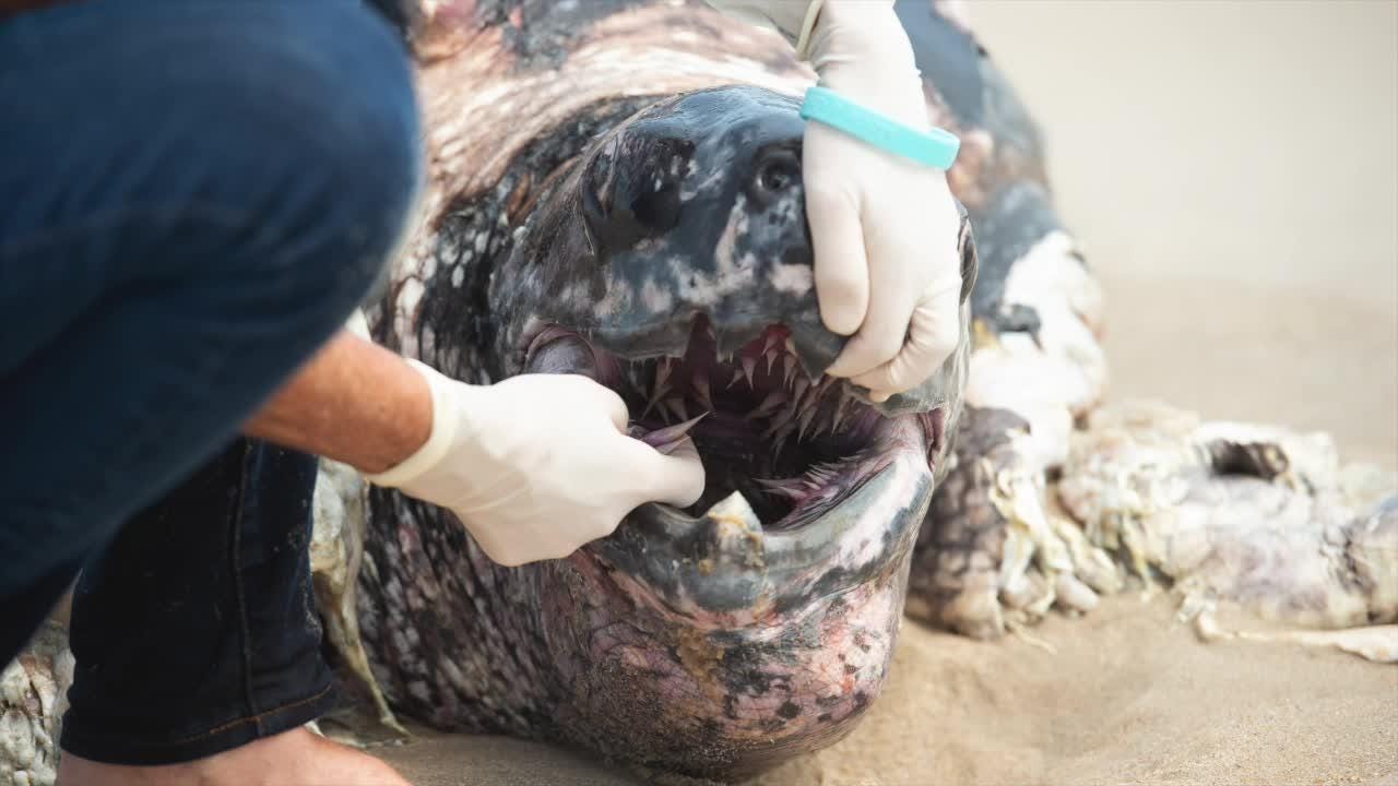 Leatherback, loggerhead sea turtles found dead on Delaware beaches Leatherback, loggerhead sea turtles found dead on Delaware beaches