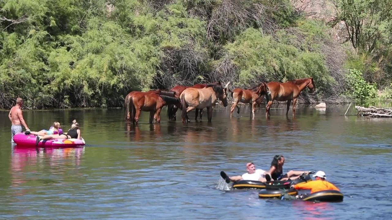 Salt River tubers float by wild horses
