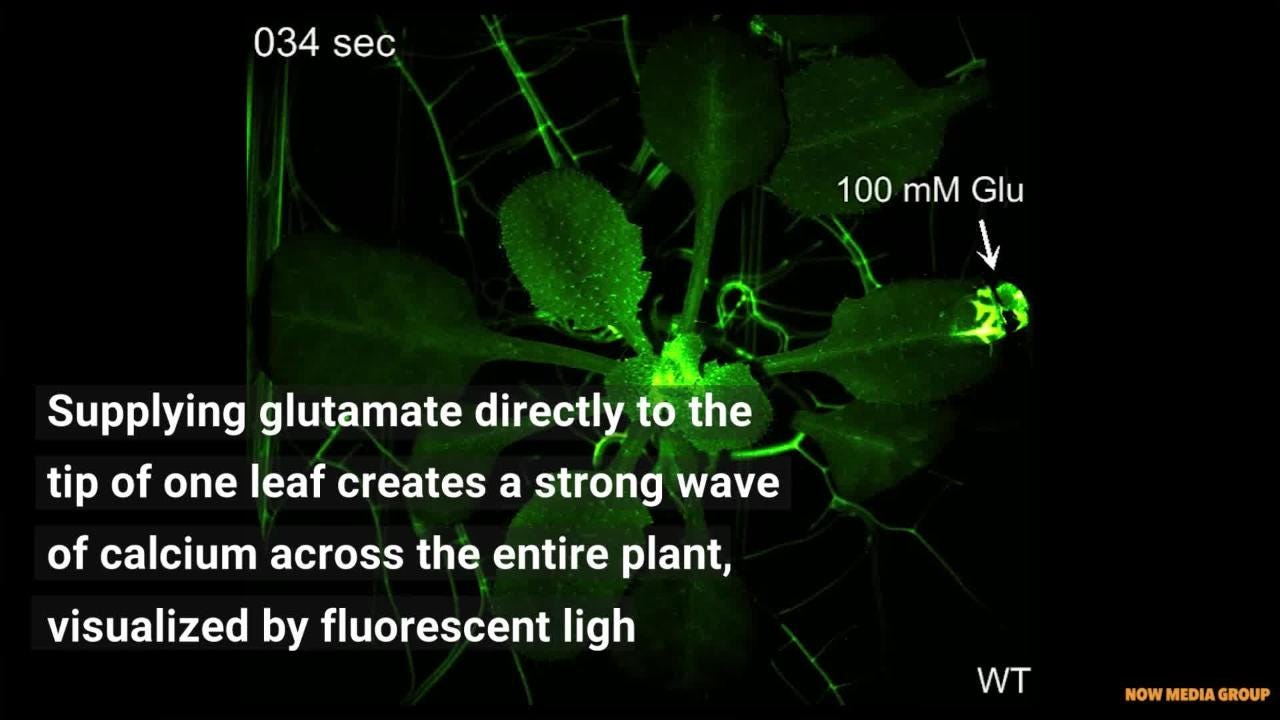 UW Madison Plant Signaling HIRES UW Madison Plant Signaling HIRES