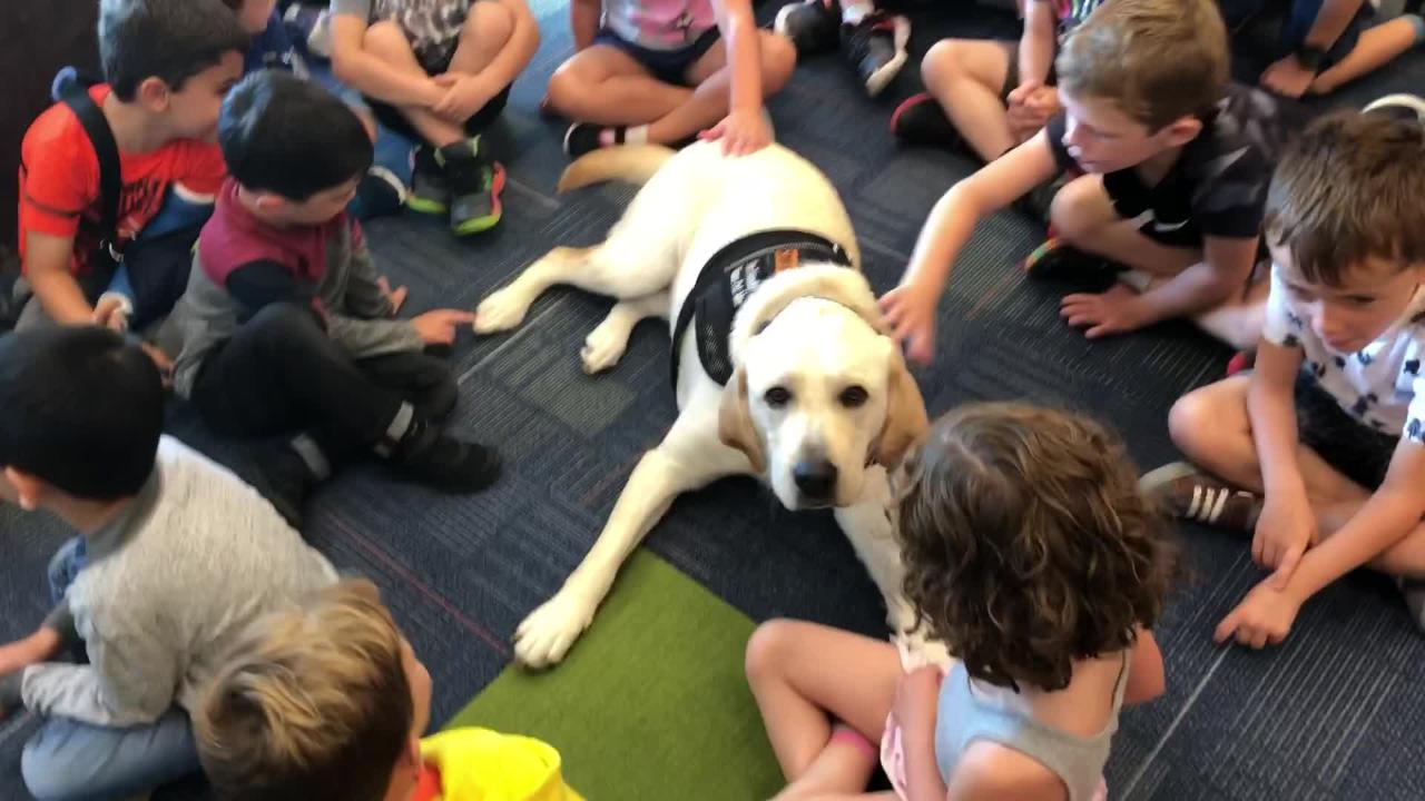 Therapy dog programs near hot sale me