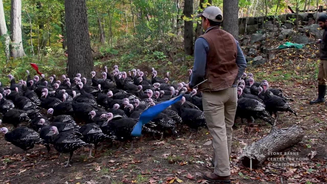 Stone Barns Thanksgiving Turkeys Have A Cult Following
