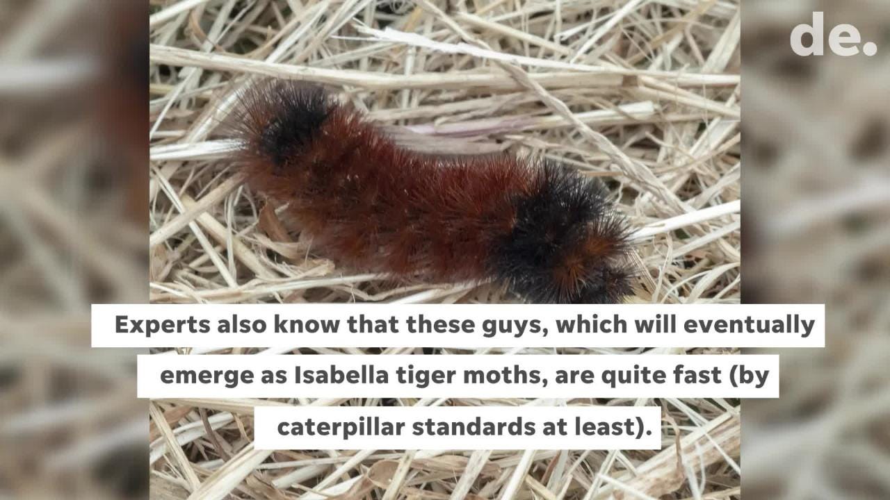 download black wooly caterpillar winter download black wooly caterpillar winter