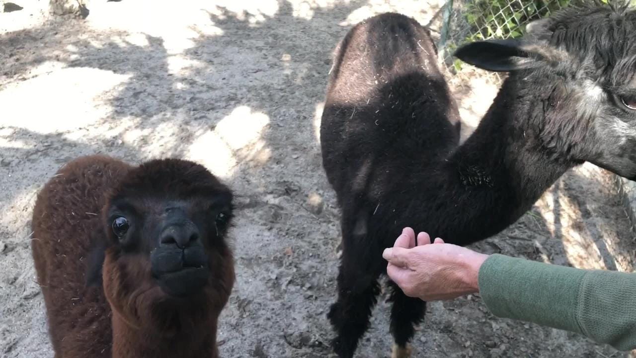 Alpacas Arrive At Shell Factory In Fort Myers They Re Related To Llamas