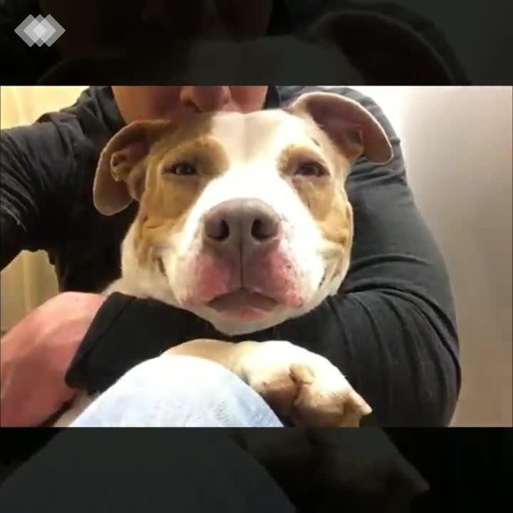 Pit Licking