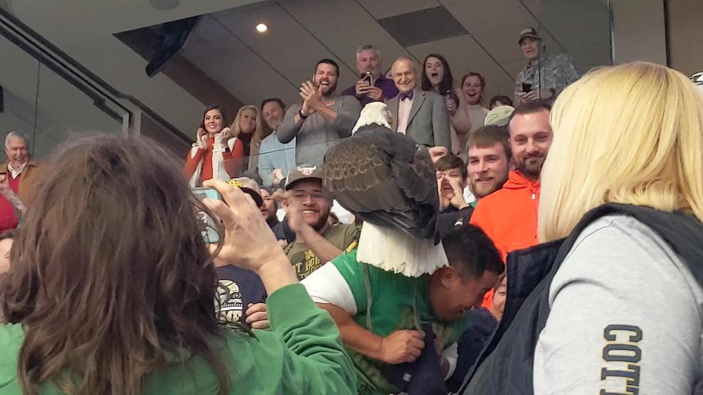 Bald eagle lands on arm of helpful Notre Dame fan at Cotton Bowl