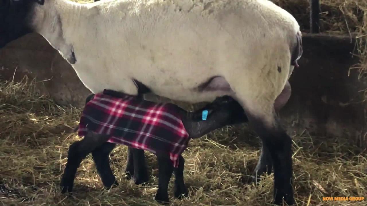 Fleecy fashions help lambs ward off winter's big chill