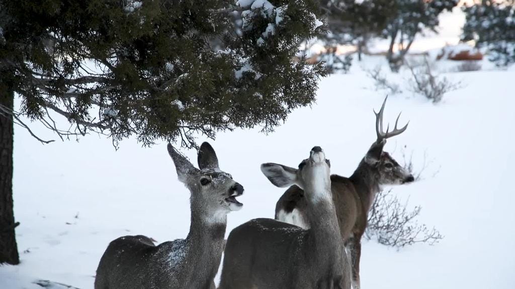 Deer feed at Grand Canyon after snow storm