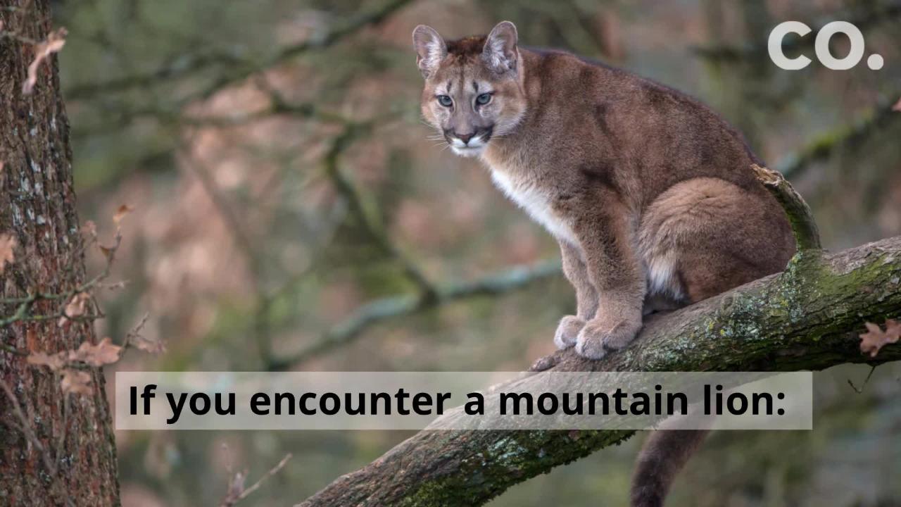 Colorado mountain lion safety: Expert offers behavior insights