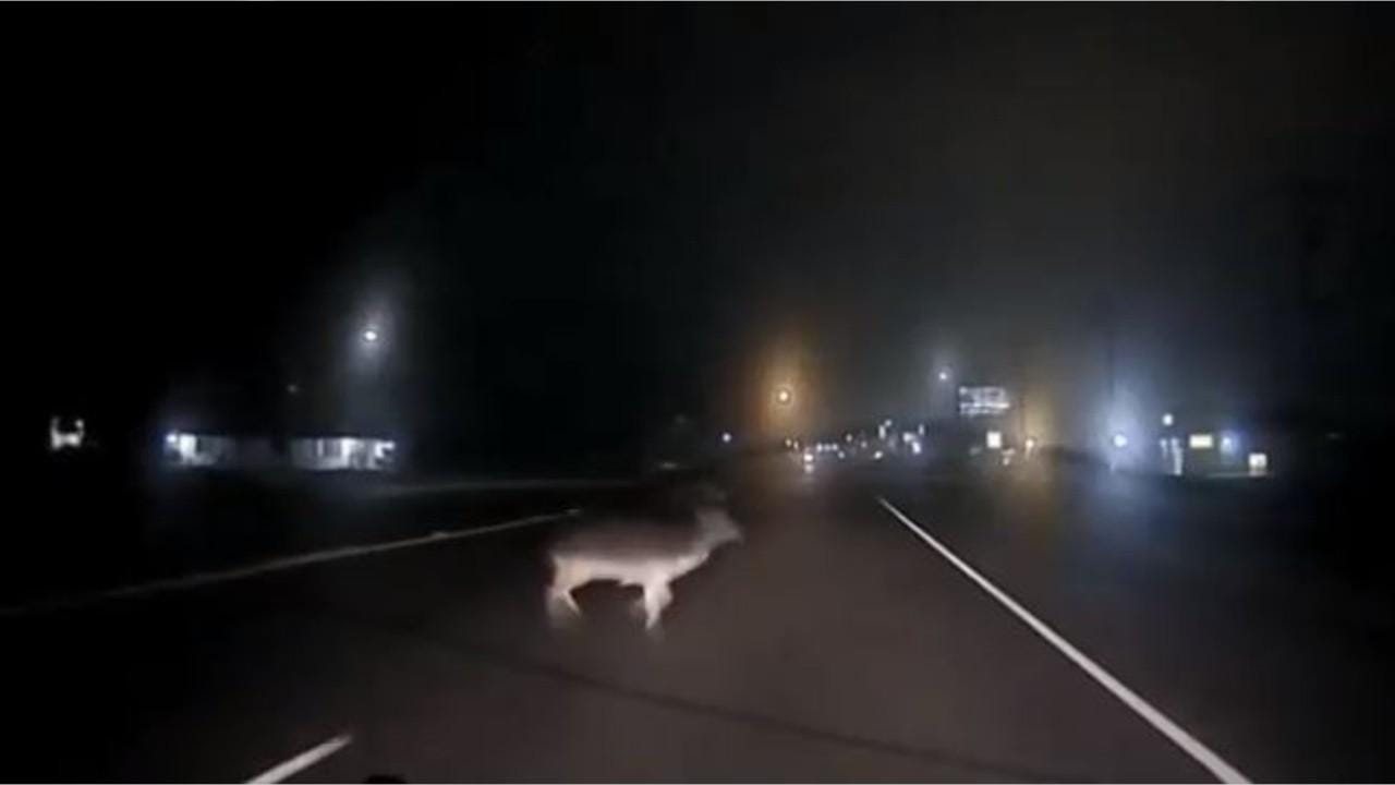 deer dash cam