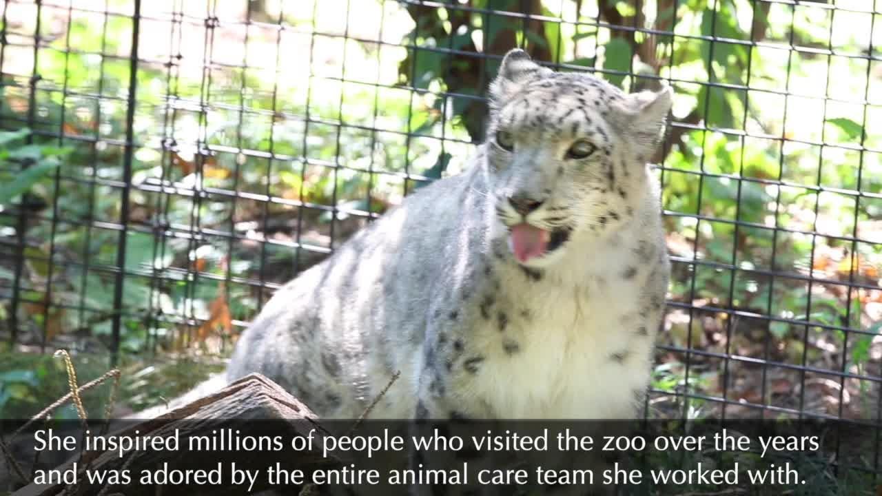 Tribute to Little Girl, the snow leopard, from Potter Park Zoo