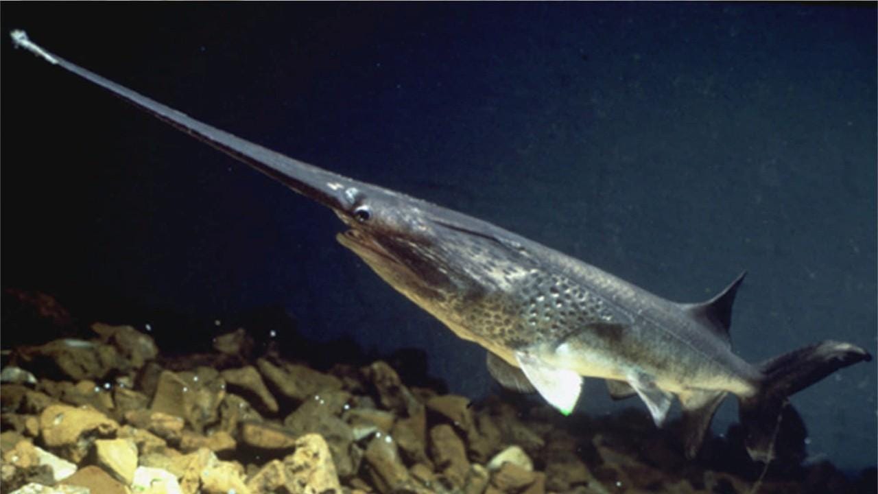 american-caviar-why-the-paddlefish-is-being-harvested-for-its-eggs