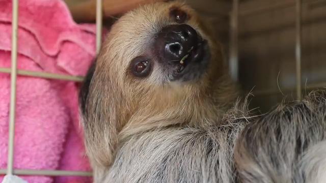 Meet Fernando, the sloth at the Phoenix Zoo