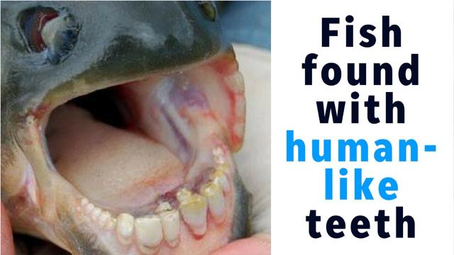 This fish with human-like teeth is causing problems in Arizona