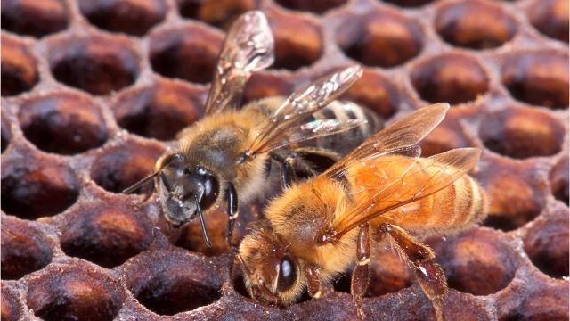 Killer bees: How to avoid getting stung