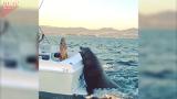 Huge sea lion hitches a ride on the back of