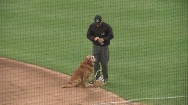 Cute Video Tweeted Of MLB Dog Delivering Water