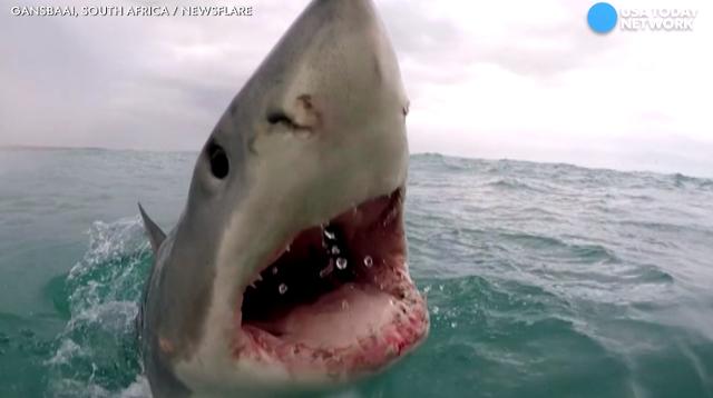 Shark attacks: the East Coast isn't ready for what's coming.