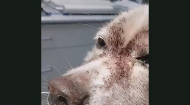 Dog With Deadly Flea Infestation Saved By Emergency Blood Transfusion