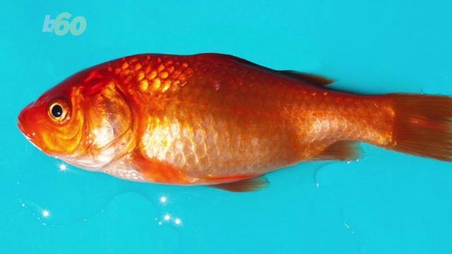 Goldfish found living off ash in California wildfire ruins