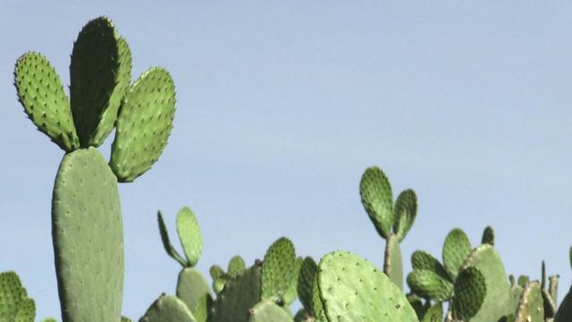 29906170001 5543653906001 5543642622001 vs Why Do Cacti Have Spines