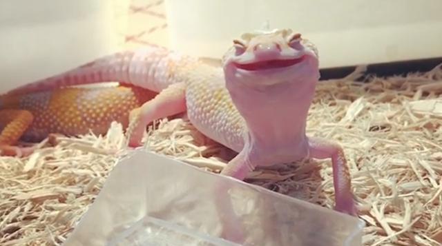Lizard Smirk Smiling lizard: When you wake up and realize it’s not a work day