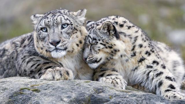 snow-leopards-aren-t-endangered-anymore-but-they-re-still-vulnerable