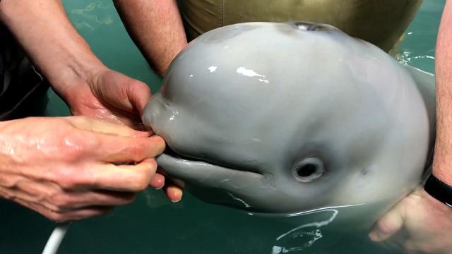 Baby Beluga whale rescued after found in distress