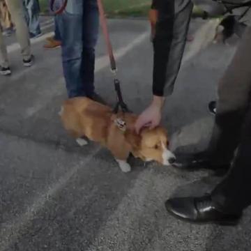 We're in Corgi heaven watching them race around the track