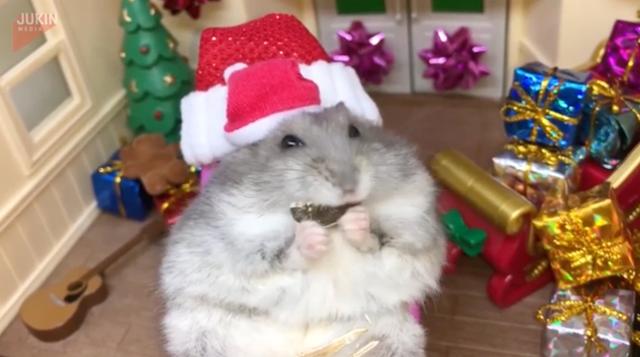 christmas hamster