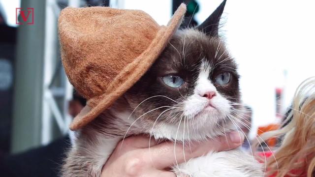 Grumpy Cat Wins 710000 Lawsuit But Shes Still Frowning