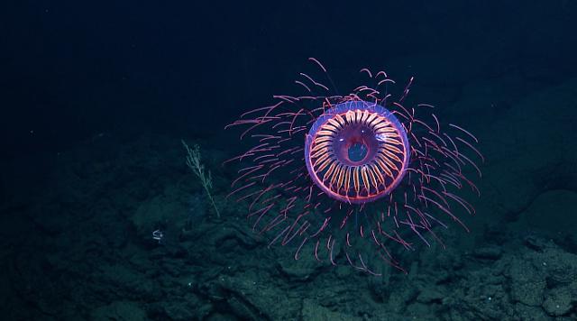 Rare jellyfish looks like a firework