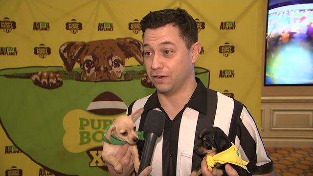 2019 puppy bowl sales puppies