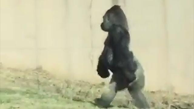 gorilla penis sixe