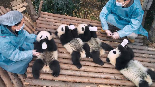 Pandas Get Ready For Adorable Overload In New Imax Documentary 