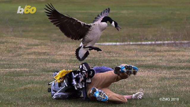 Canada goose discount attack injuries