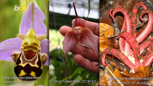 Crazy plants you'd mistake for animals if you didn't know better