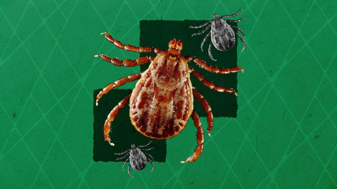 Cdc Tick Identification Chart