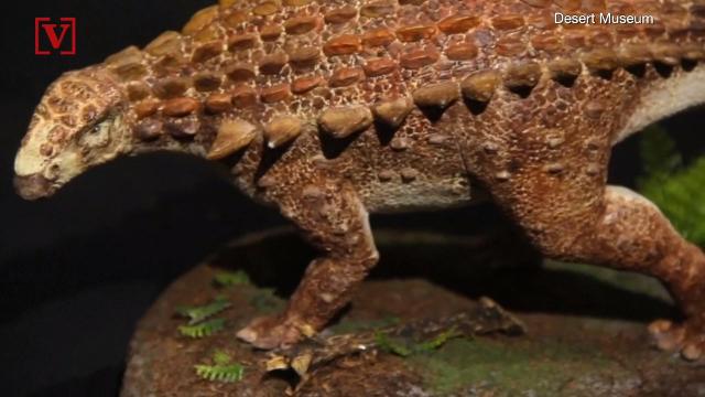 A new species of armored dinosaur has been found in Mexico