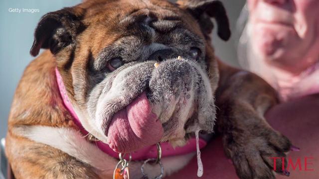 Ugliest dogs of all time: Only an owner could love these faces