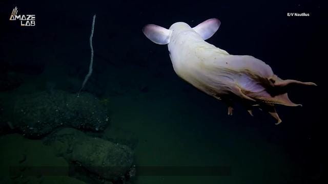 'Ghostly' dumbo octopus caught on video in rare deep-sea sighting