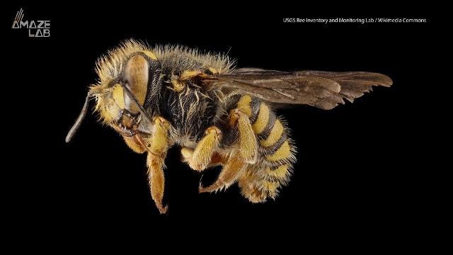 Scientists Discover A Bee With Two Fathers And No Mother