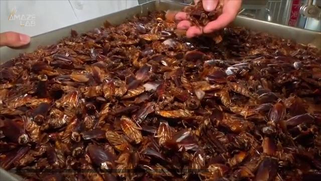 China Is Using Cockroaches To Tackle Its Food Waste Problem   29906170001 5978737973001 5978740970001 Vs 