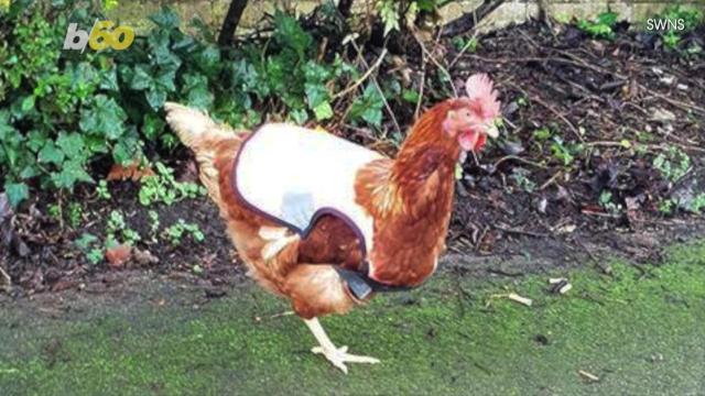 Salmonella Alert Backyard Chickens Cause 21 State Outbreak Cdc Says
