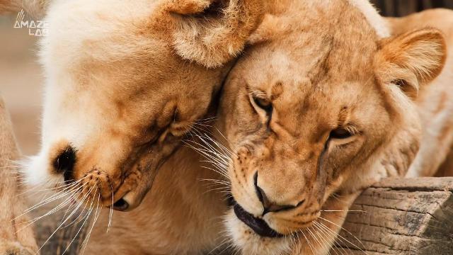 Do animals feel love? Here's what those signs of affection really mean Do animals feel love? Here's what those signs of affection really mean