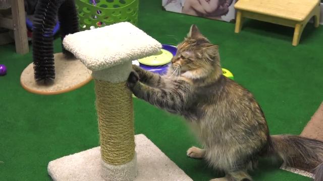 how to get your cat to use a scratching post